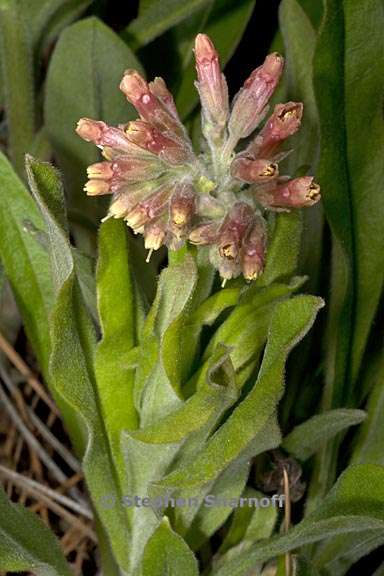 andersonglossum occidentale 4 graphic